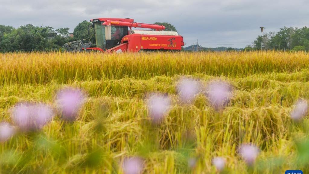 Petani Sibuk Menuai Padi Pada Musim Luruh