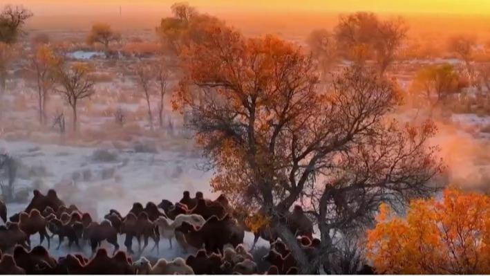 Gurun Gobi Disimbahi Teja