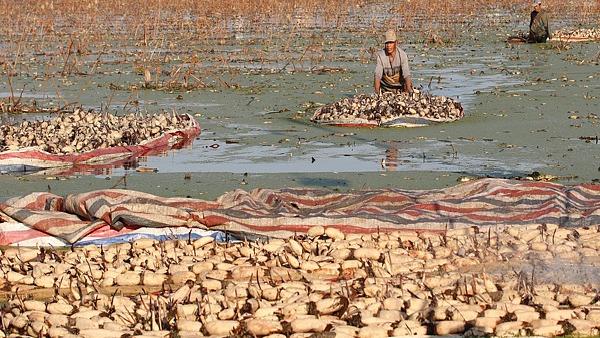 Tuaian Lumayan Akar Teratai di Jiangsu