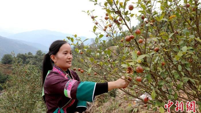 क्वाङसीमा क्यामेलिया ओलिफेरा टिप्ने प्रतियोगिता