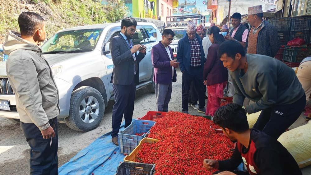 एउटै गाउँबाट बिक्यो छ करोडको अकबरे