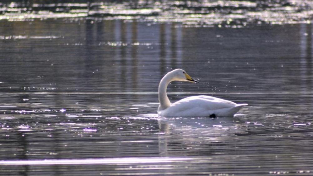 Swan Singgah di Sungai Qingshui