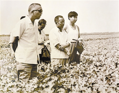 Im August 1983 besuchte Xi Jinping (erster von rechts), der damalige stellvertretende Sekretär des Parteikomitees des Kreises Zhengding, den Kreis Hejian und inspizierte die Baumwollproduktion(Archivfoto)