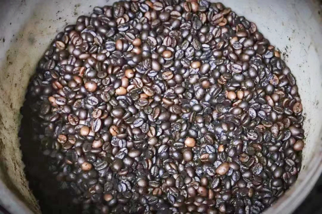 Με ιστορία άνω των 120 ετών, ο καφές Γουεντσάνγκ είναι κυρίως της ποικιλίας της Λιβερίας με μεγάλους σπόρους. /Η φωτογραφία παρέχεται στο CGTN