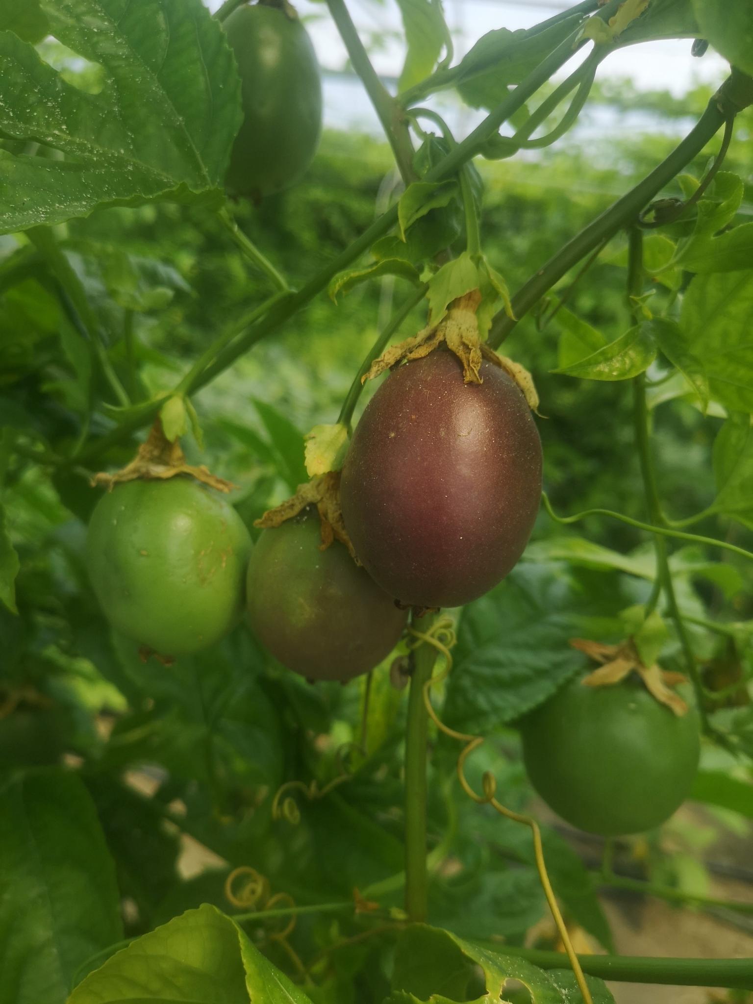 Frut pasioni kultivuar nga Irakli Shkoza (Foto Linkedin)