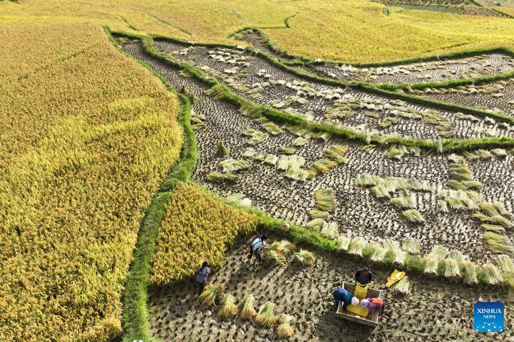 Σε αυτή την αεροφωτογραφία, αγρότες συγκομίζουν ρύζι σε ένα χωράφι στο Τενγκτσόνγκ, στην επαρχία Γιουνάν της νοτιοδυτικής Κίνας, 7 Οκτωβρίου 2023. (Φωτογραφία: Gong Zujin/Xinhua)