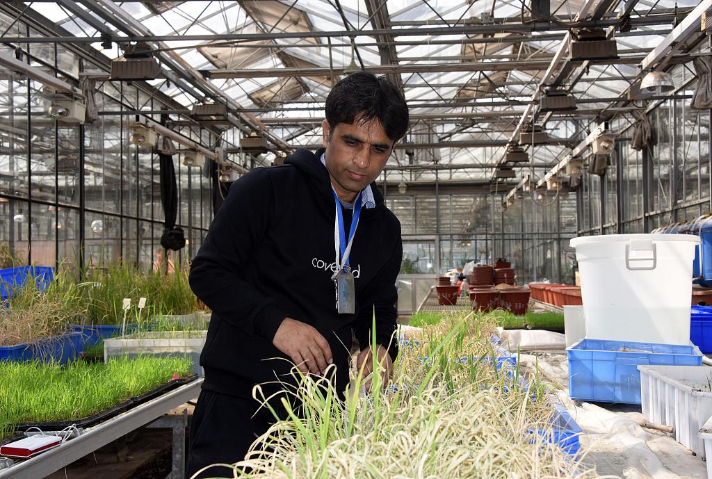 Një studiues pakistanez vëzhgon rritjen e orizit eksperimental të mbjellë në tokën alkanile dhe të kripur, Institut i Bujqësisë i Kinës, 2019 Pekin(Foto:VCG)