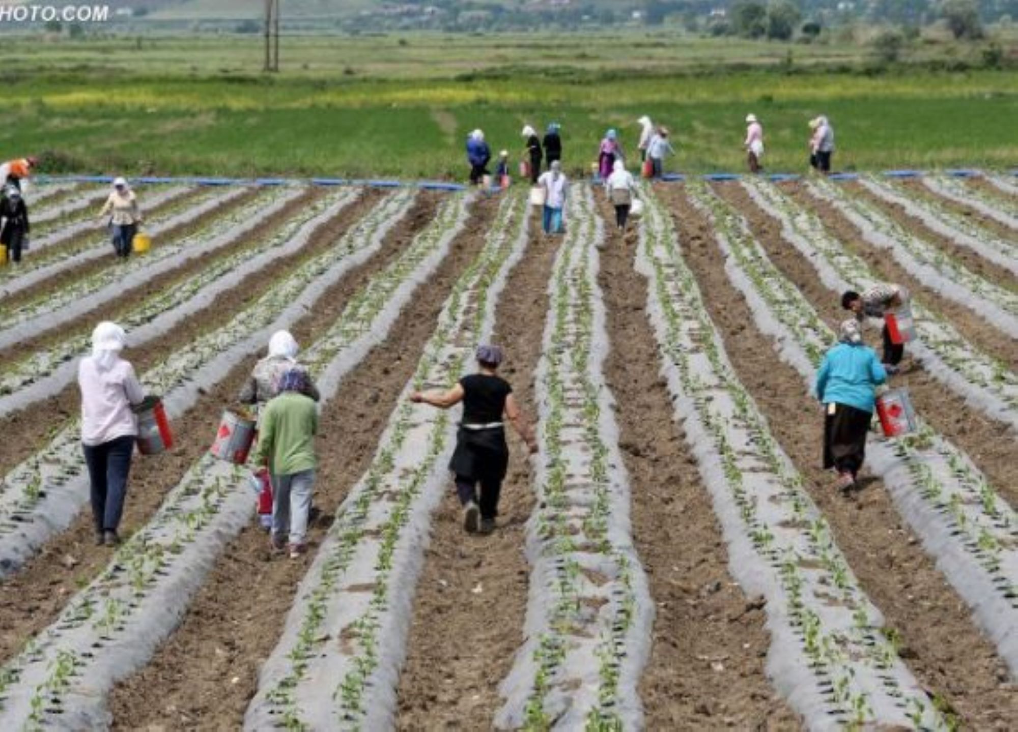 Pjesëmarrja e grave në bujqësi (Foto Buletini Ekonomik)