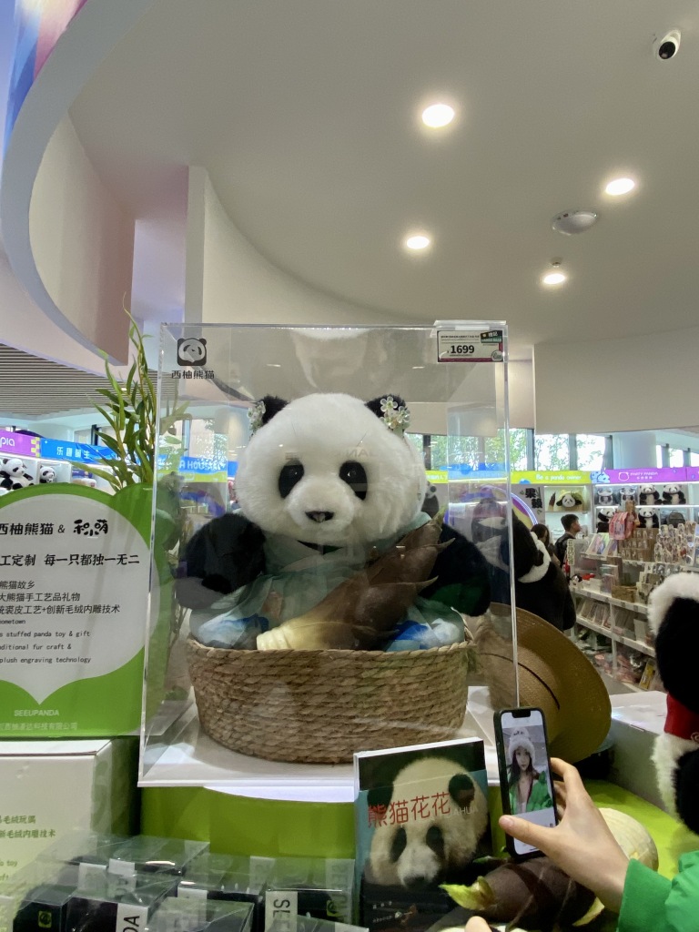 Panda Hua Hua jest „gwiazdą” w Chengdu