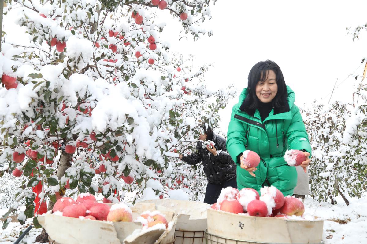 Τα μήλα συλλέγονται μετά από μια χιονόπτωση στην Τσισιά, μια σημαντική βάση παραγωγής μήλων στην πόλη Γιεντάι της επαρχίας Σανντόνγκ.
