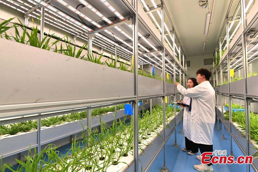 Ερευνητές ελέγχουν την ανάπτυξη σιταριού στην πρώτη στον κόσμο μη επανδρωμένη κάθετη φάρμα λαχανικών στο Τσενγκντού, στην επαρχία Σιτσουάν της νοτιοδυτικής Κίνας, 7 Δεκεμβρίου 2023. (Φωτογραφία: China News Service/An Yuan) 