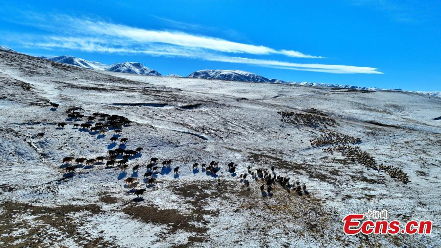 Άγρια ζώα περιπλανιούνται στη λεκάνη Τσαϊντάμ στον Αυτόνομο Νομό Χαϊσί Μογγόλων και Θιβετιανών, της επαρχίας Τσινγκχάι της βορειοδυτικής Κίνας. (Φωτογραφία/China News Service)