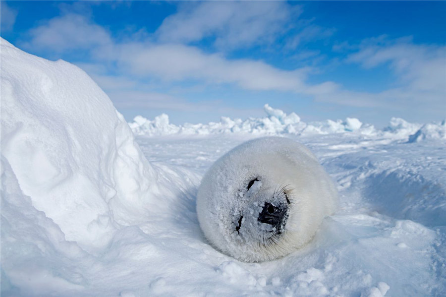 Μια φώκια από τον Αρκτικό Πόλο. [Φωτογραφία Xie Jianguo/cpanet.org.cn]
