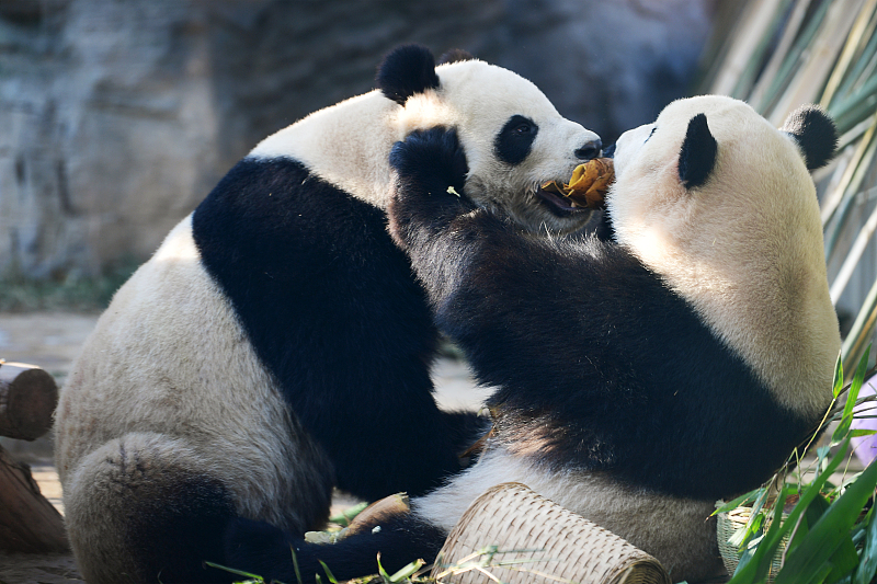 Δύο πάντα παλεύουν για τα καλύτερα βλαστάρια μπαμπού στο Ζωολογικό Κήπο του Πεκίνου στις 28 Δεκεμβρίου 2023. [Φωτογραφία/VCG]