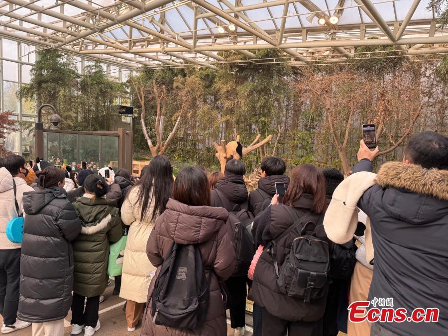 Επισκέπτες τραβούν φωτογραφίες την Φου Μπάο, το πρώτο γιγάντιο πάντα που γεννήθηκε στη Νότια Κορέα το 2020, στο θεματικό πάρκο Everland στο Γιοντζίν, Νότια Κορέα, 3 Μαρτίου 2024. (Φωτογραφία: China News Service/Wang Gang)