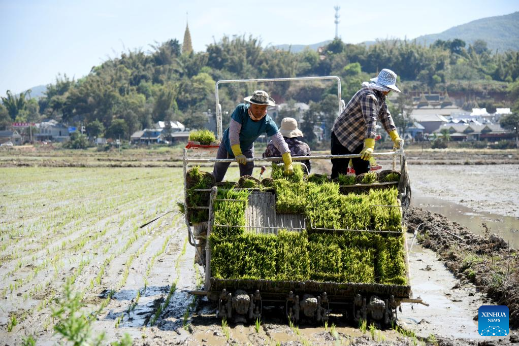 Αγρότες φυτεύουν δενδρύλλια ρυζιού στα χωράφια στο χωριό Μαν’εν στην κομητεία Μενγκχάι,  νοτιοδυτική επαρχία Γιουννάν της Κίνας, 6 Μαρτίου 2024. [Φωτογραφία από Zuo Lianjiang/Xinhua]