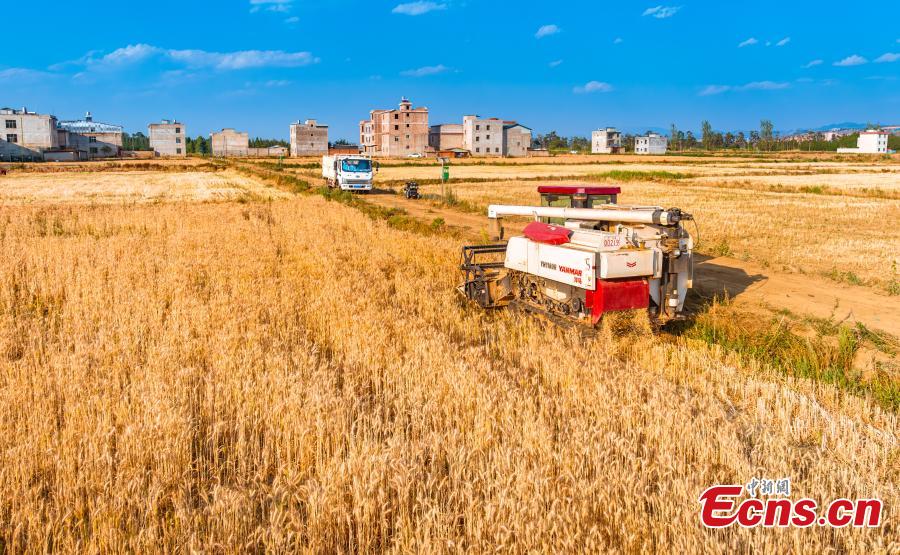 Ένας θεριστής εργάζεται σε ένα χωράφι σιταριού στην όχθη της λίμνης Ντιεντσί στο Κουνμίνγκ, επαρχία Γιουνάν της νοτιοδυτικής Κίνας, 8 Μαΐου 2024. (Φωτογραφία: China News Service/Song Guangxu)