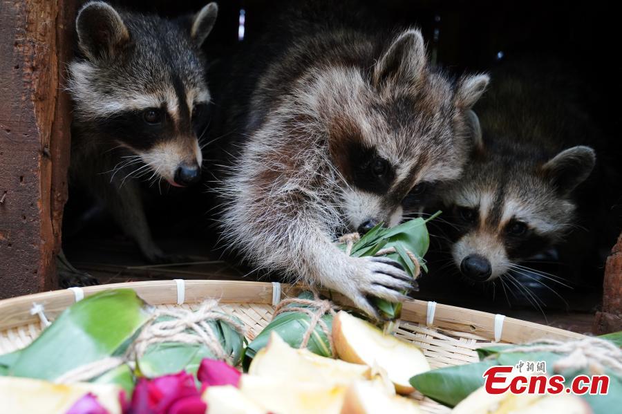 Ρακούν απολαμβάνουν ειδικά τζόνγκζι για την γιορτή Ντουανγού στο ζωολογικό κήπο Γιούναν στην νοτιοδυτική επαρχία Γιουνάν της Κίνας, 5 Ιουνίου 2024. (Φωτογραφία: China News Service/Liu Ranyang)